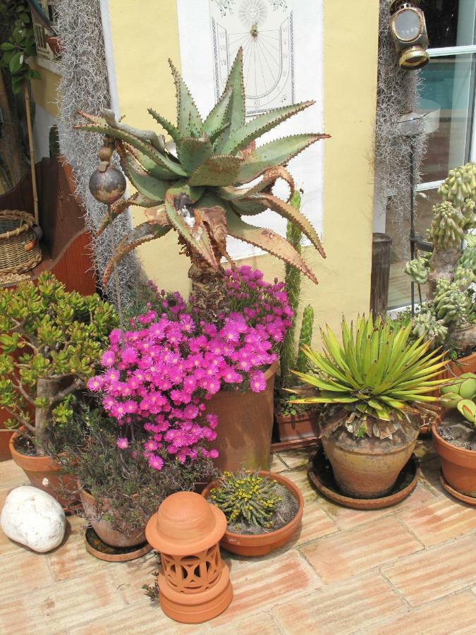 Hotel Casa Dos Cactos Vila Nova de Milfontes Zewnętrze zdjęcie
